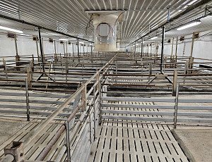 Rekonstrukce haly chovu prasat